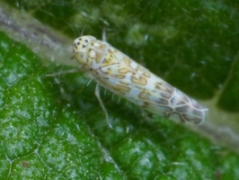 Eupteryx