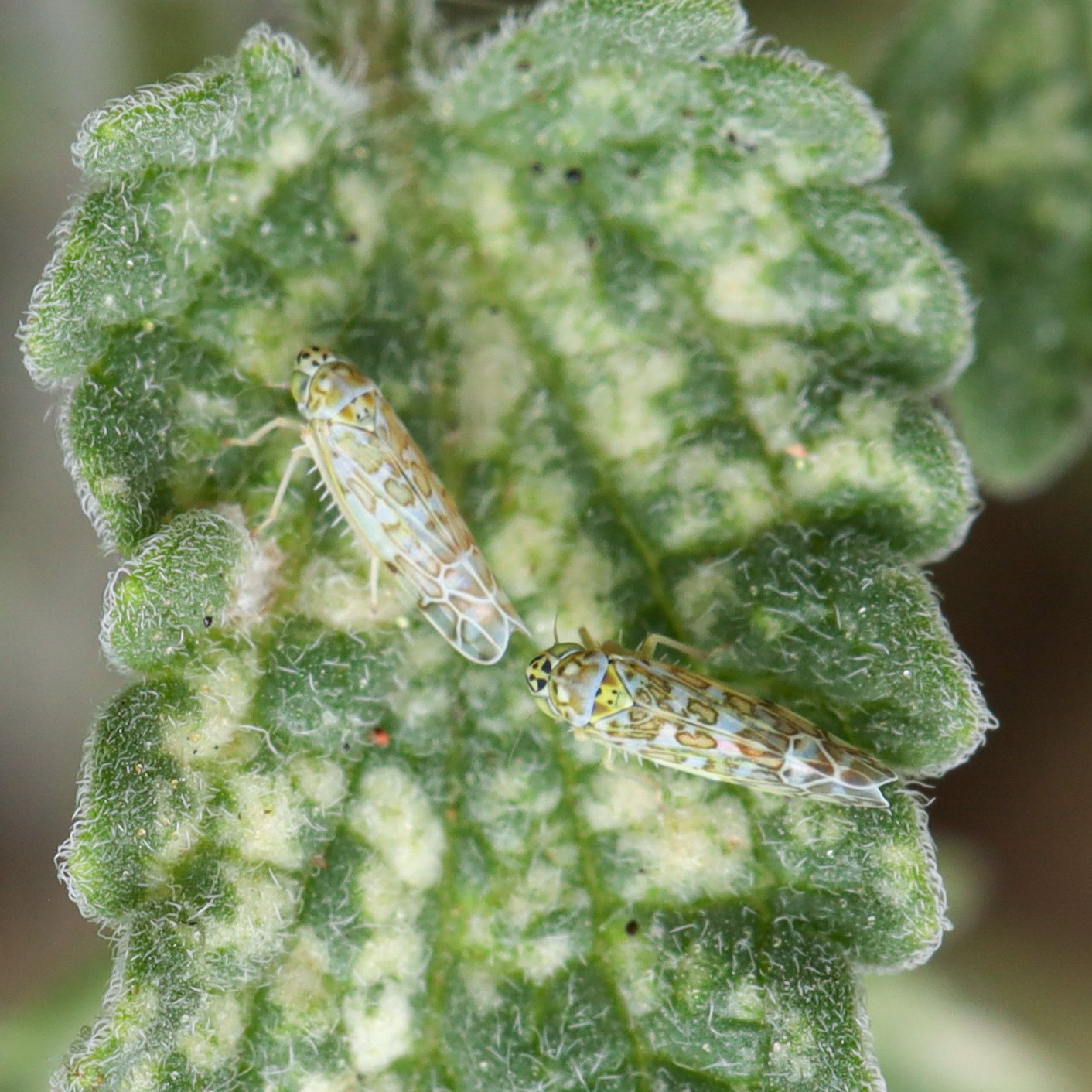Eupteryx