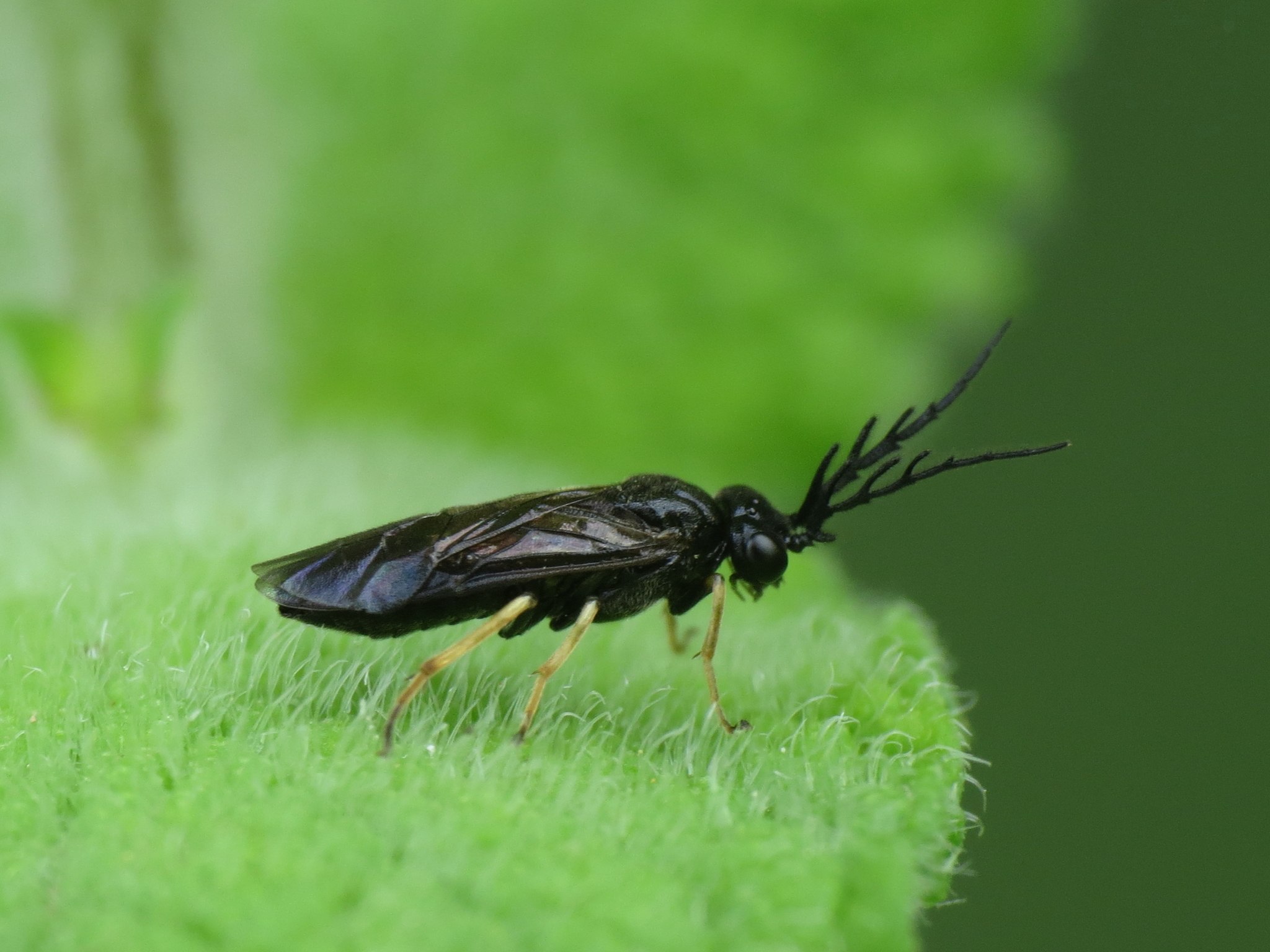 Cladius pectinicornis
