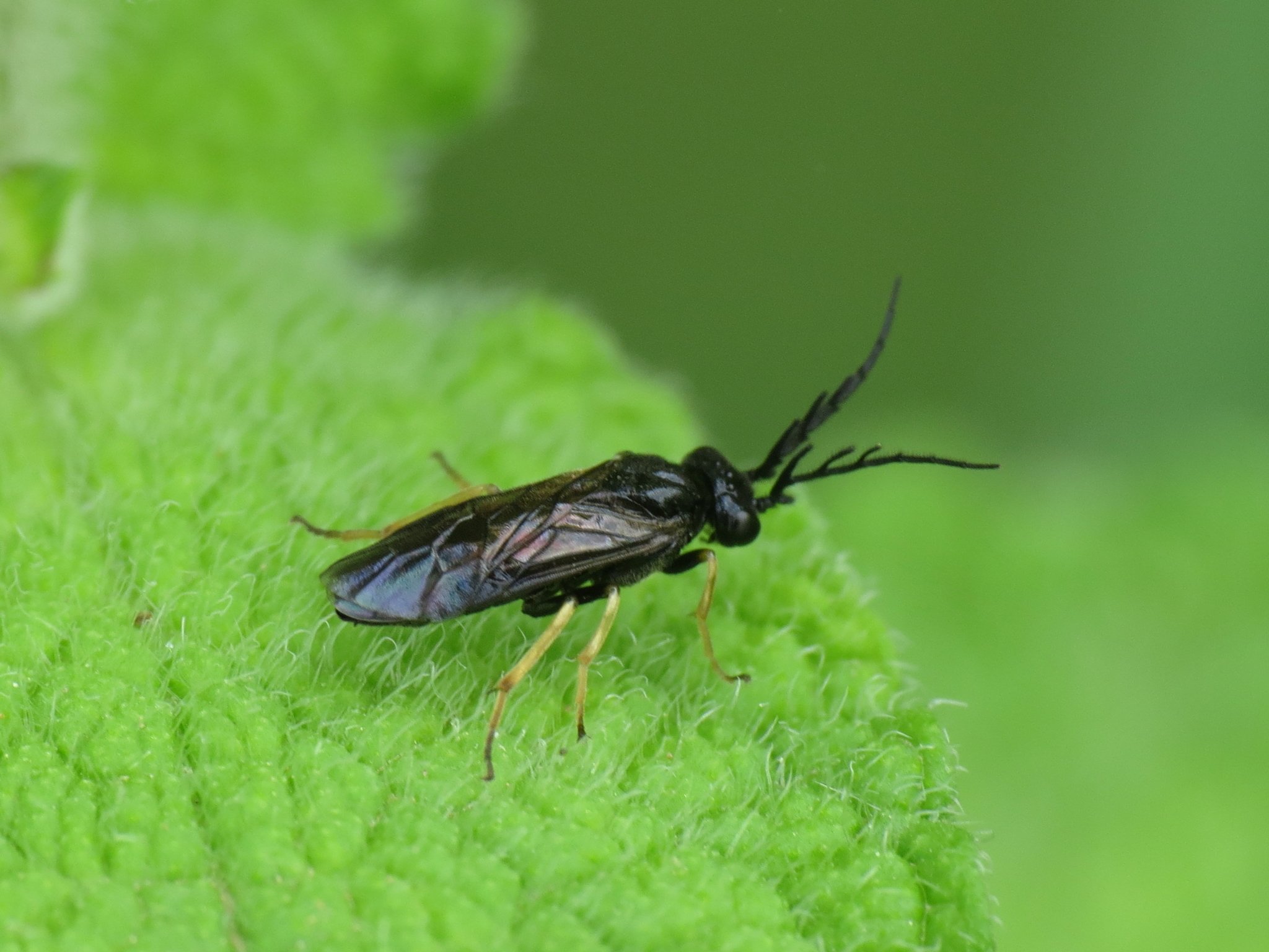 Cladius pectinicornis