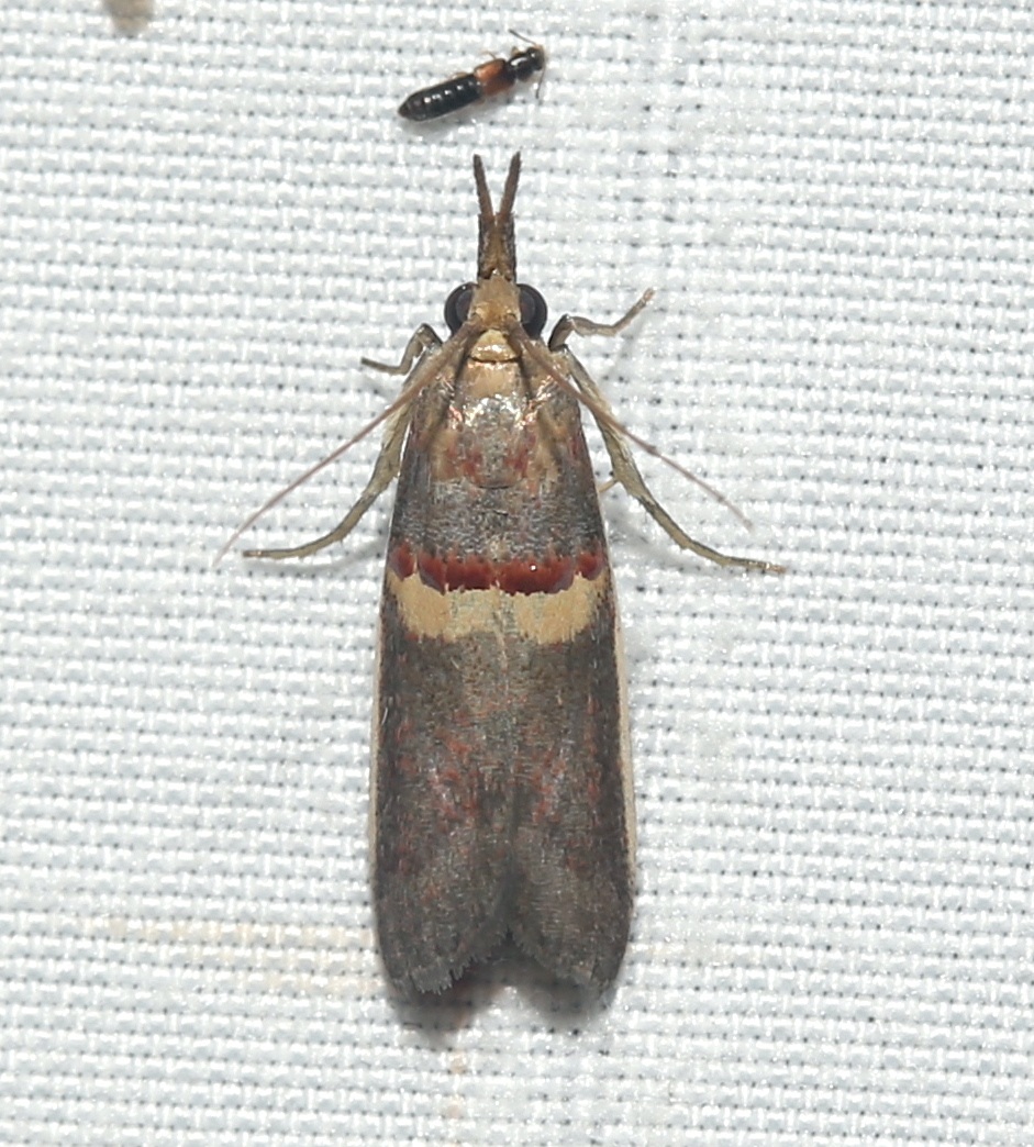 Etiella zinckenella