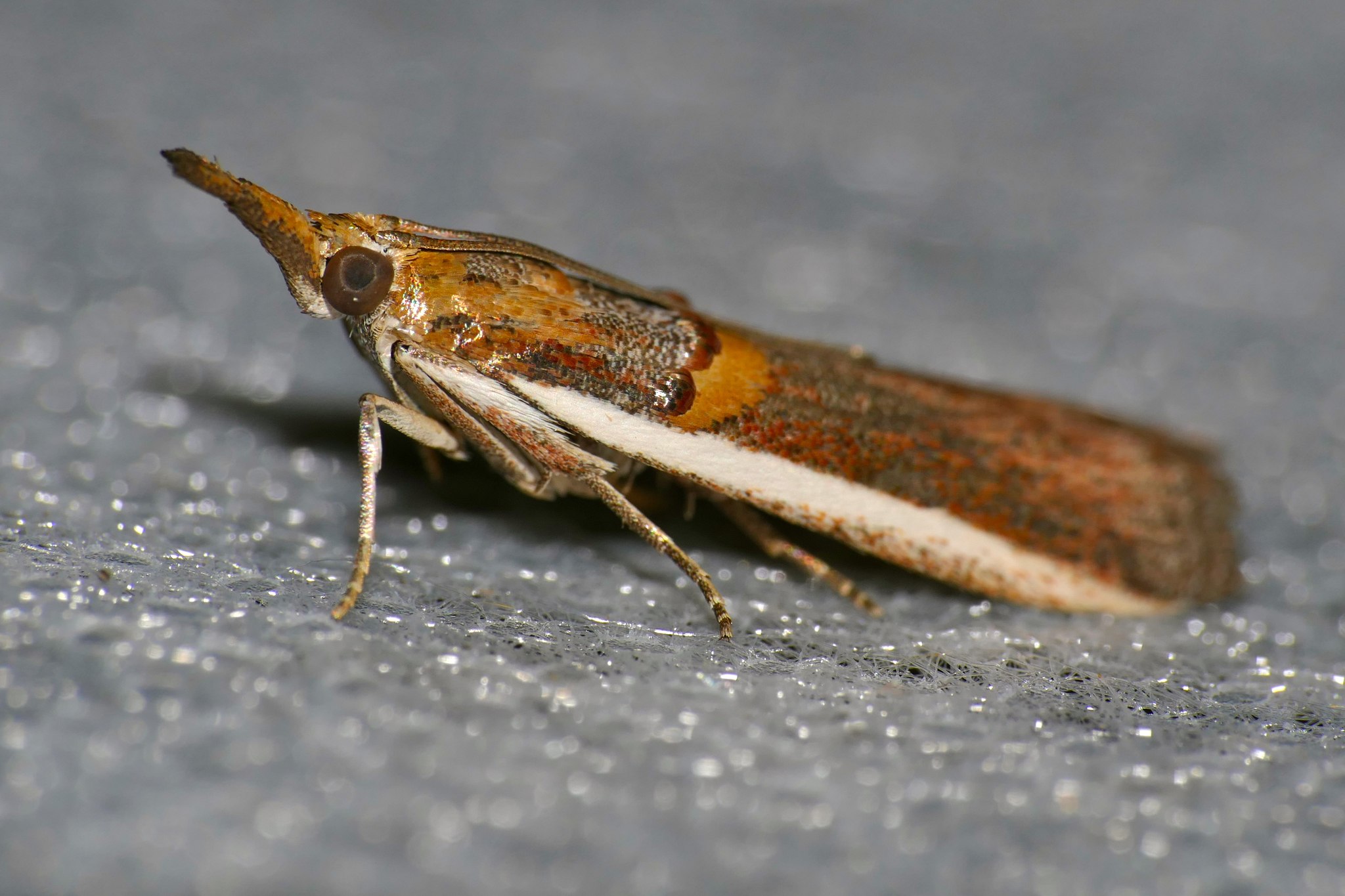 Etiella zinckenella