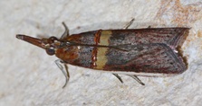 Etiella zinckenella