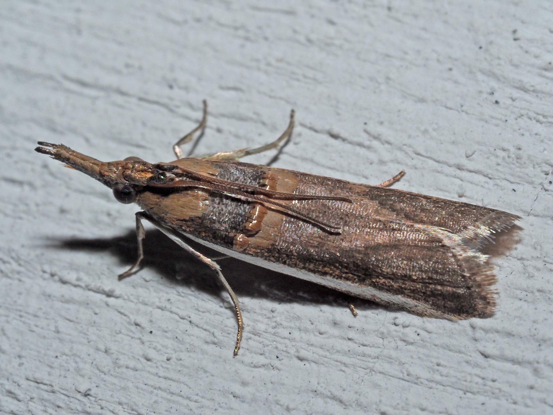 Etiella zinckenella