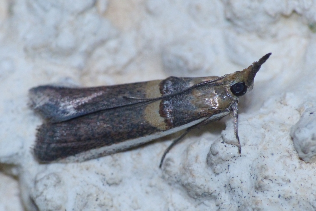 Etiella zinckenella