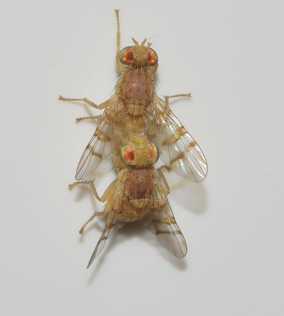 Carpomya incompleta