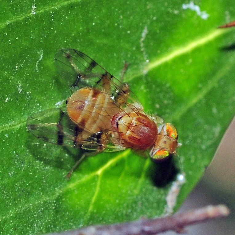 Carpomya incompleta