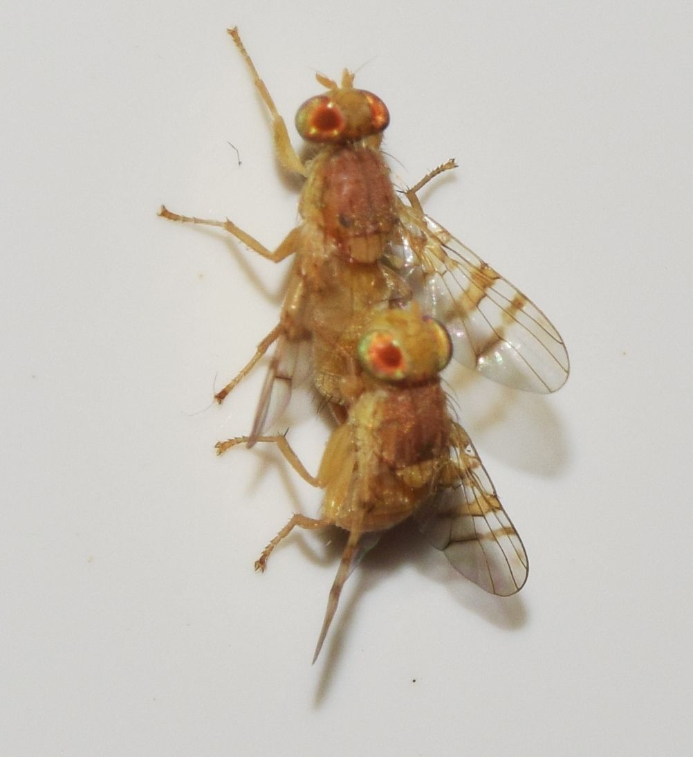 Carpomya incompleta