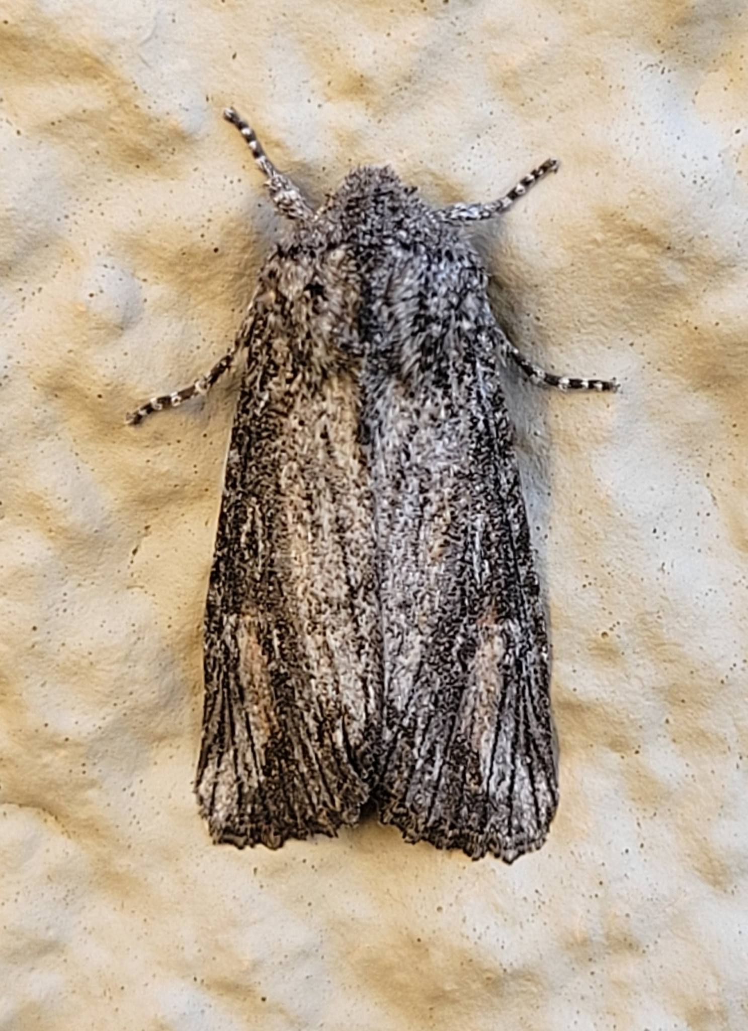 Egira curialis