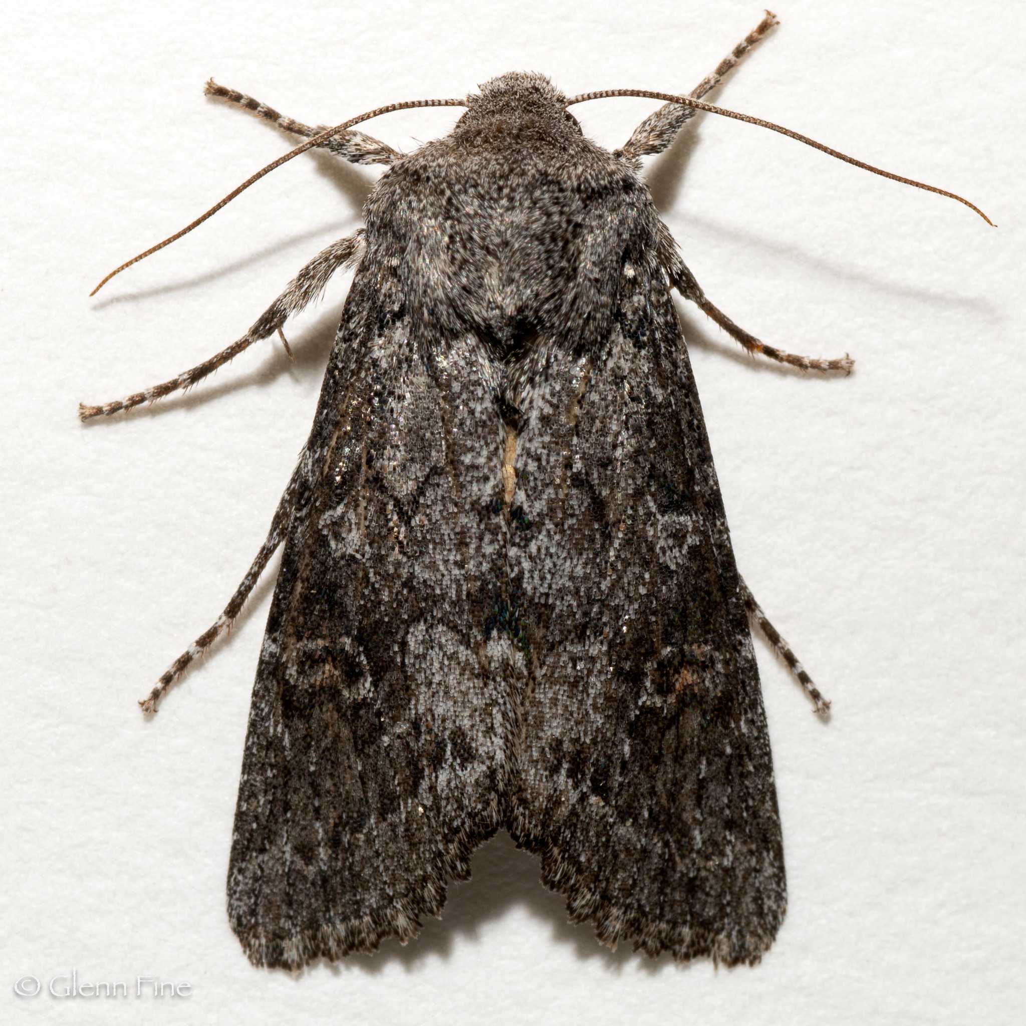 Egira curialis