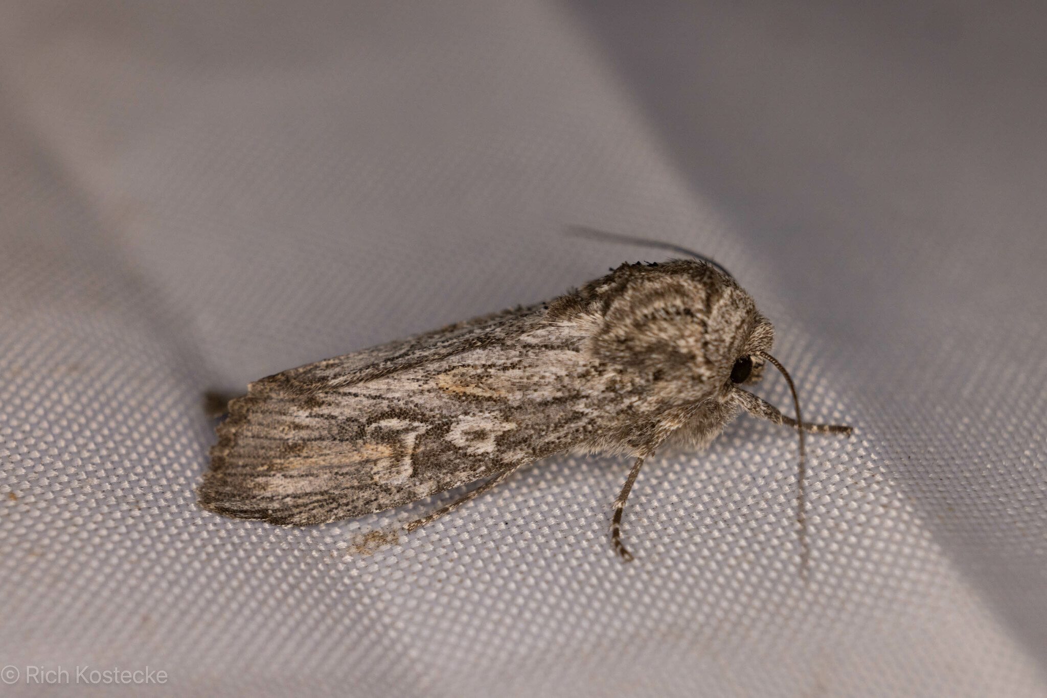 Egira curialis