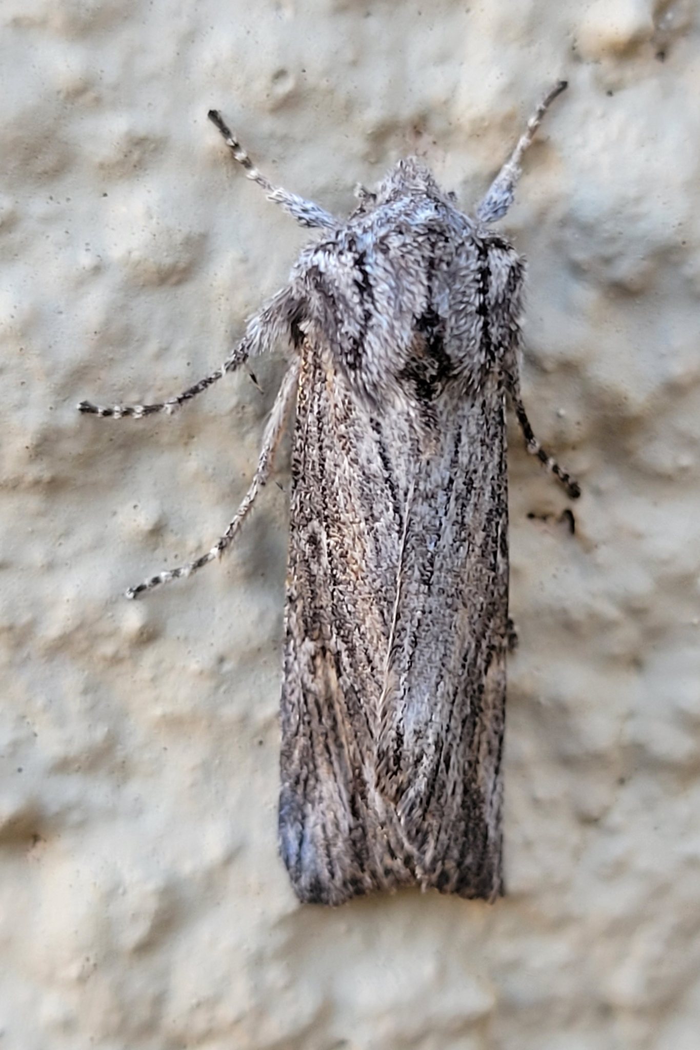 Egira curialis