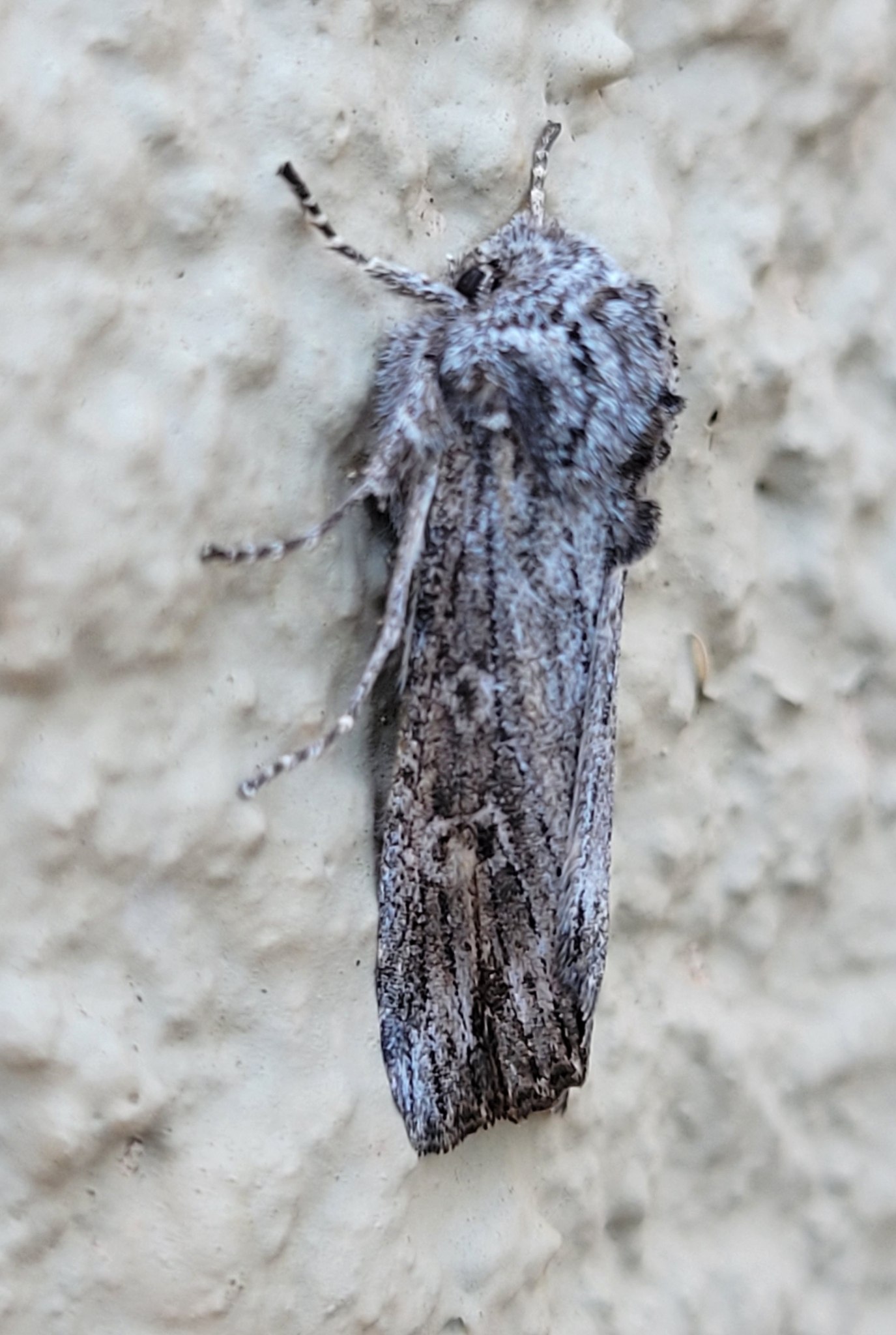 Egira curialis