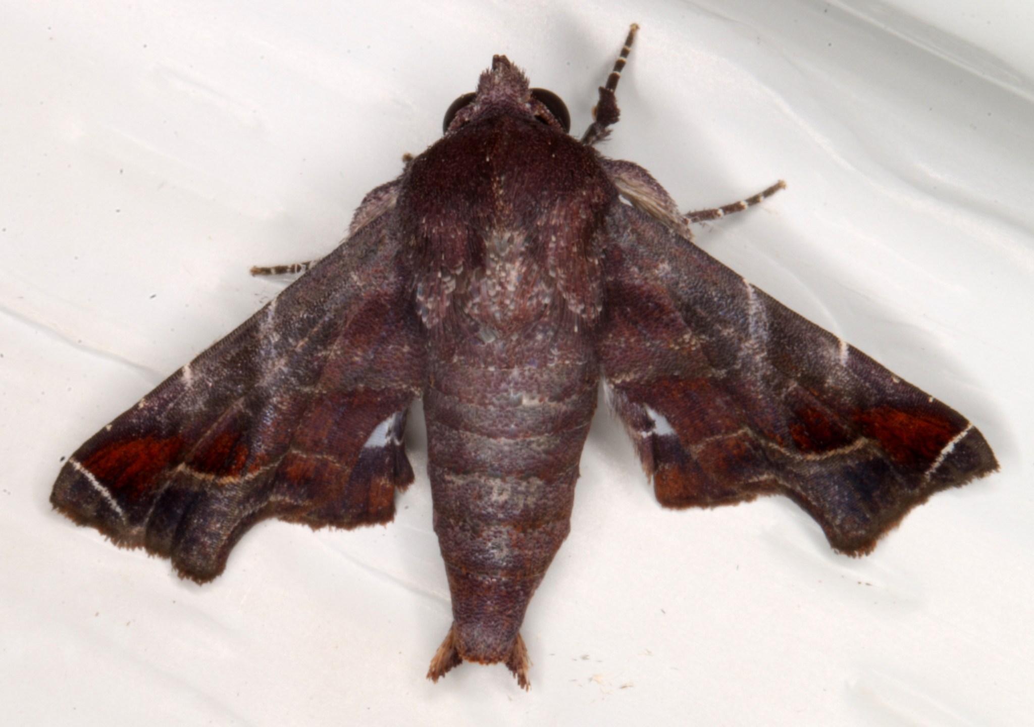 Penicillaria jocosatrix