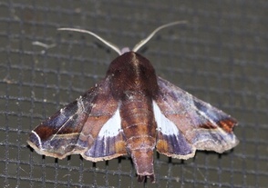 Penicillaria jocosatrix
