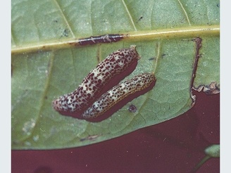 Penicillaria jocosatrix