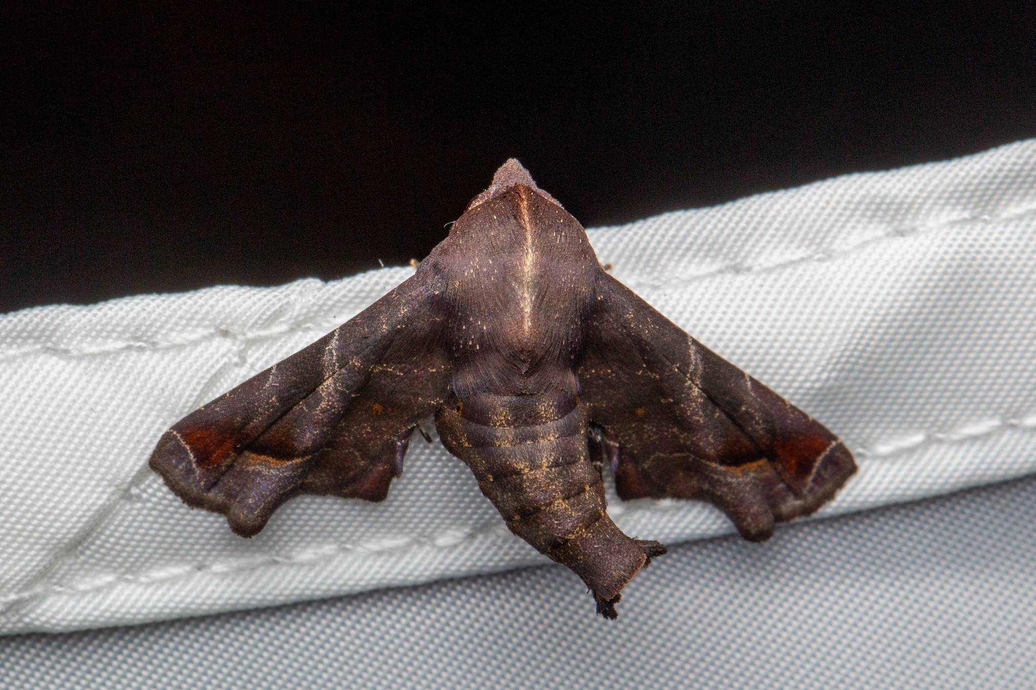 Penicillaria jocosatrix