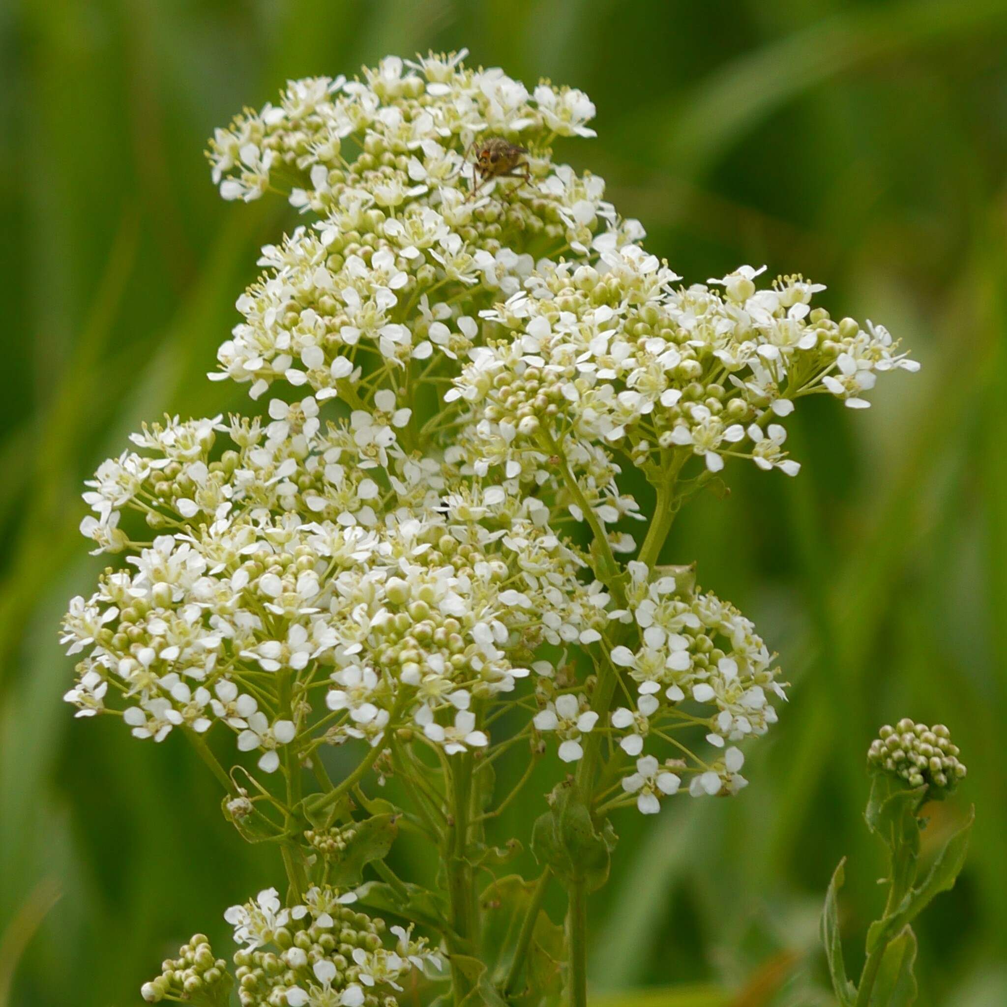 Lepidium draba