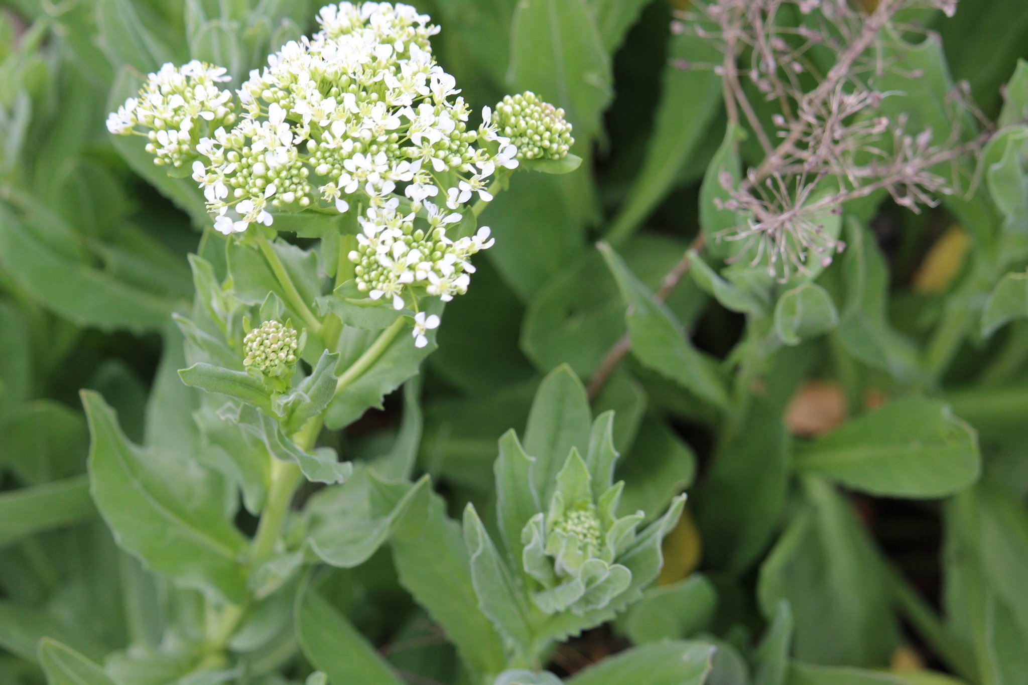 Lepidium draba