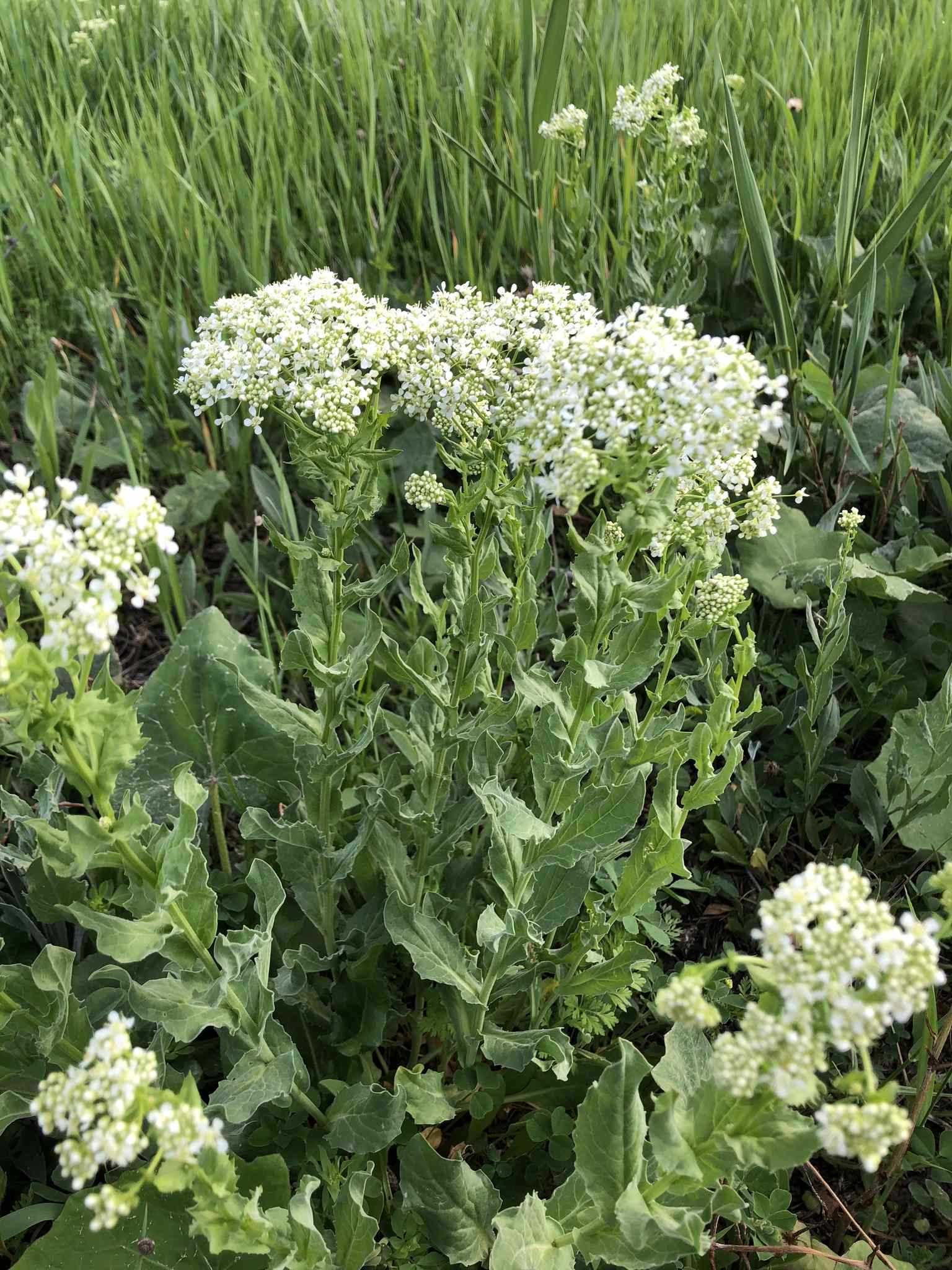 Lepidium draba