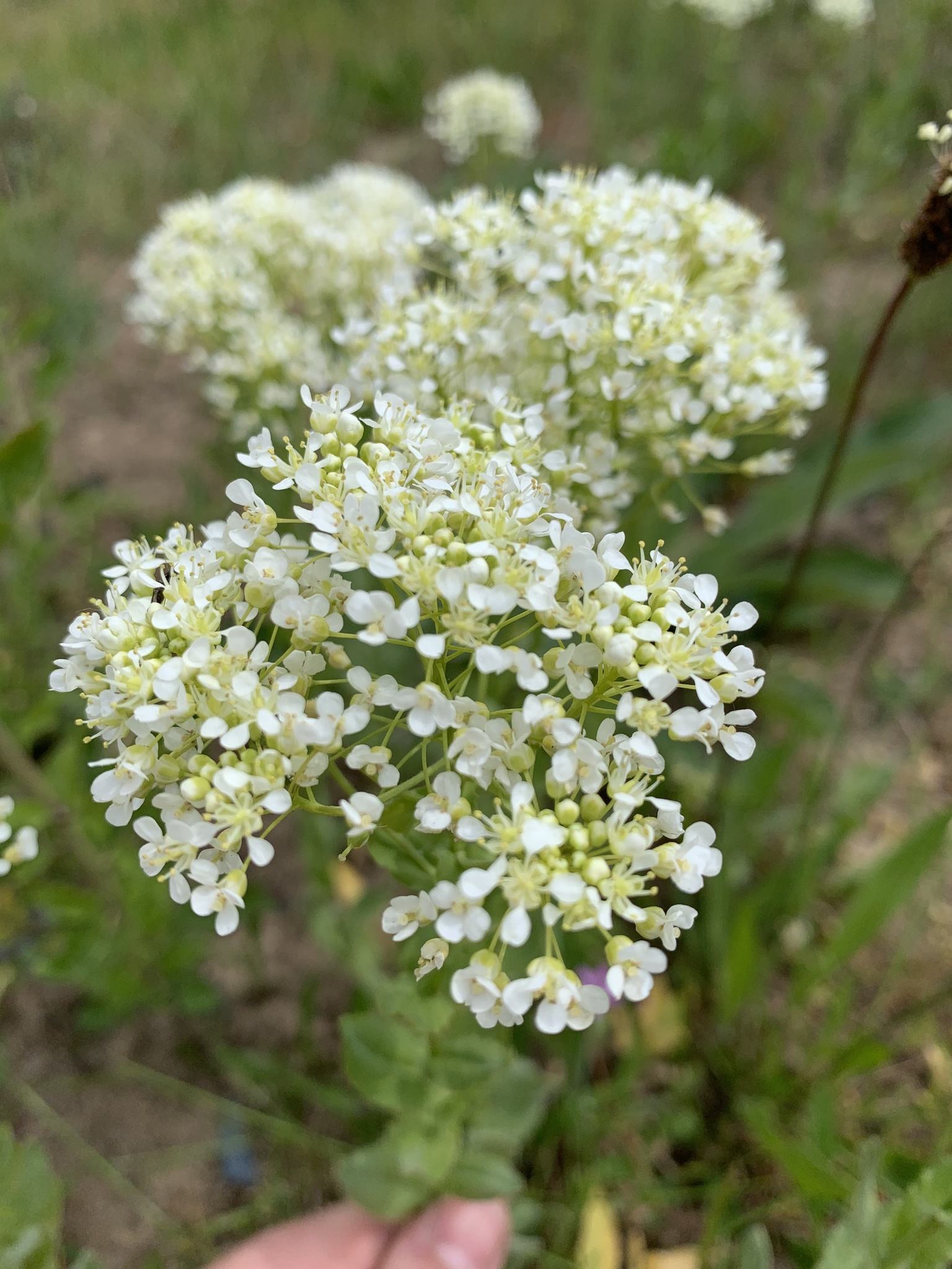 Lepidium draba