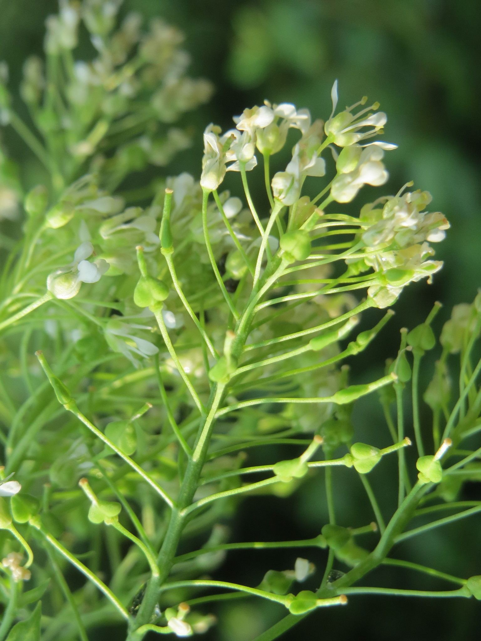 Lepidium draba