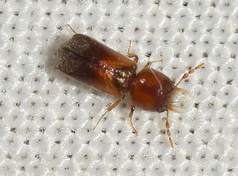 Scobicia chevrieri