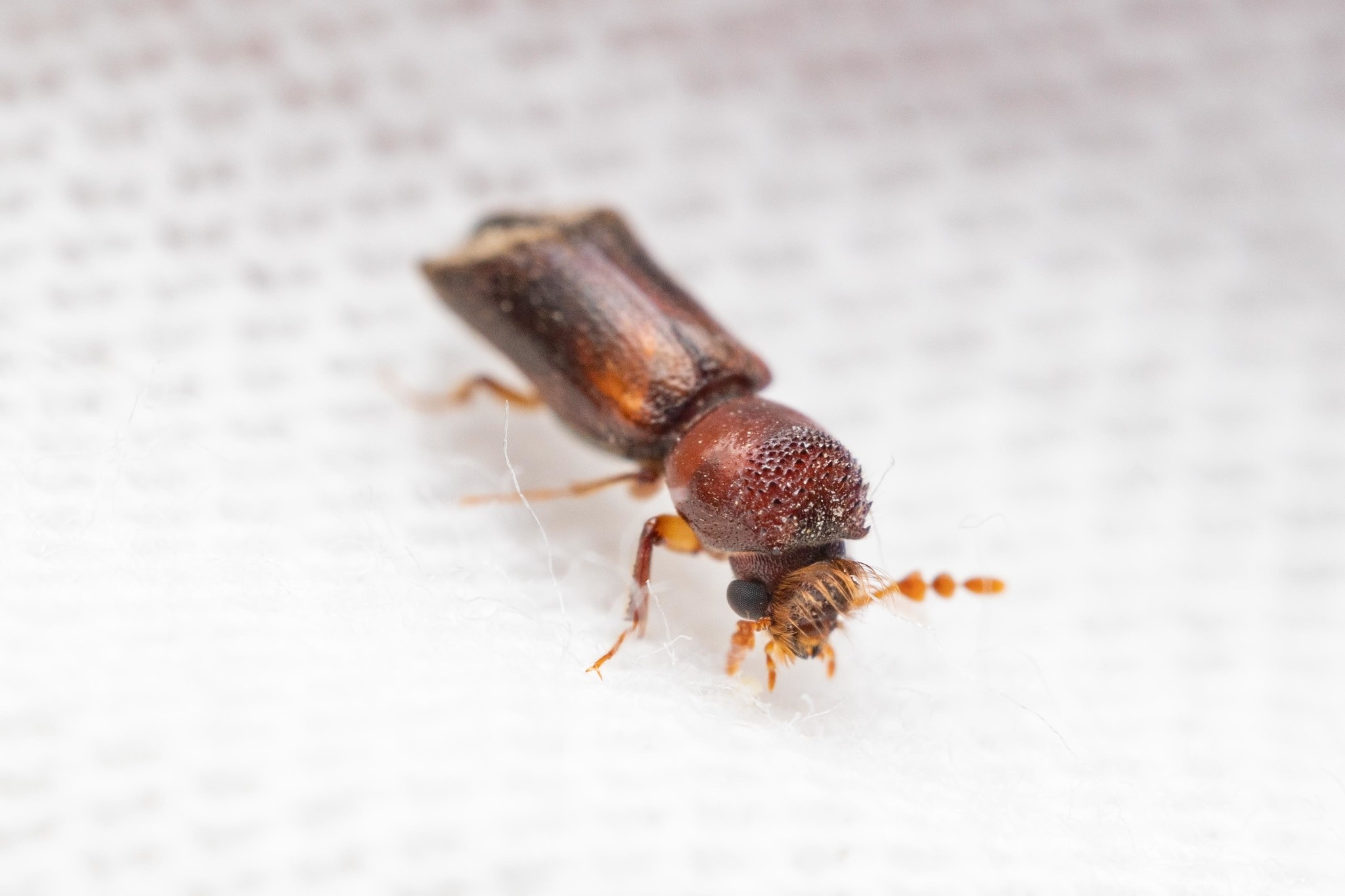 Scobicia chevrieri