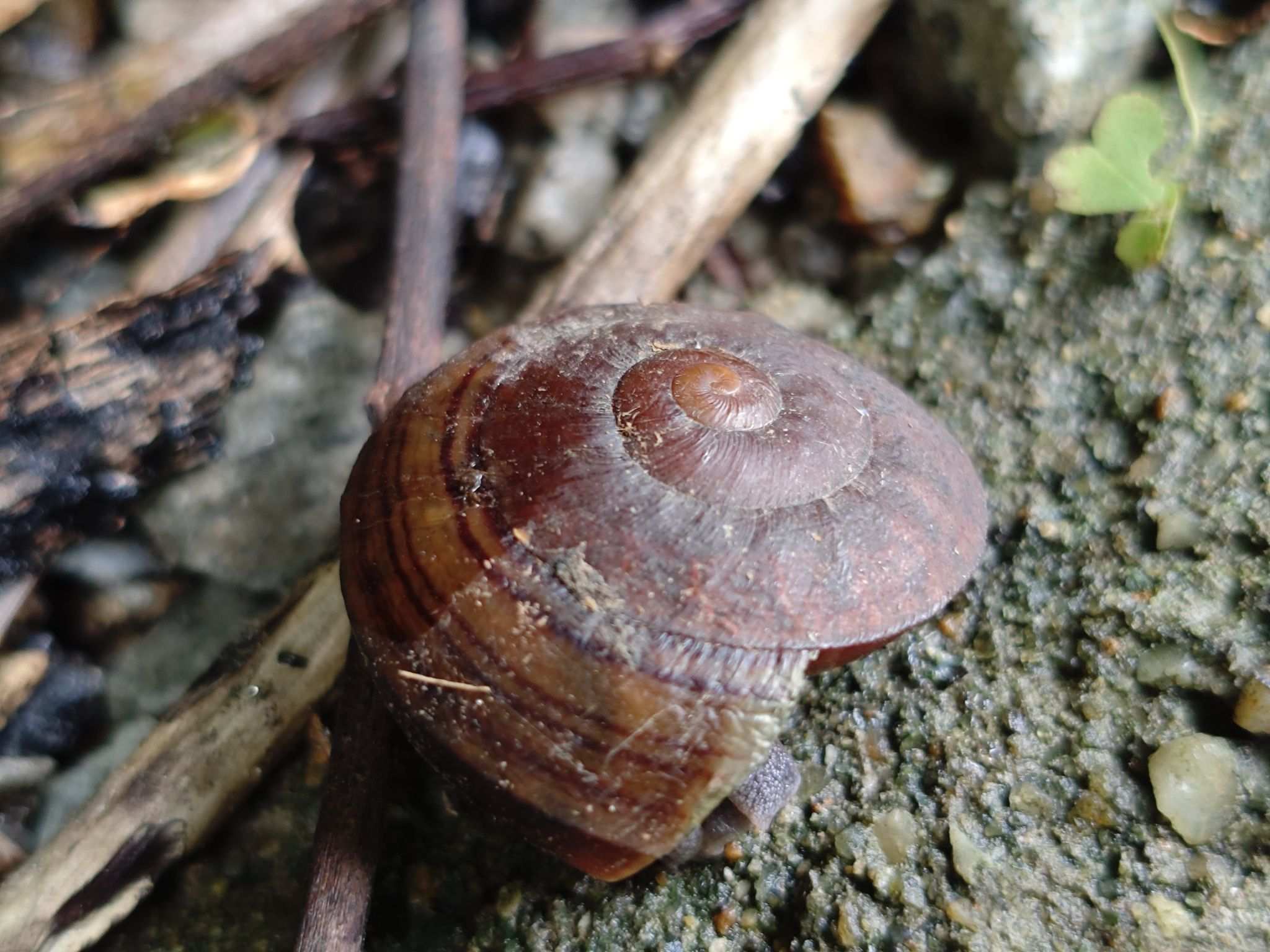 Camaena cicatricosa
