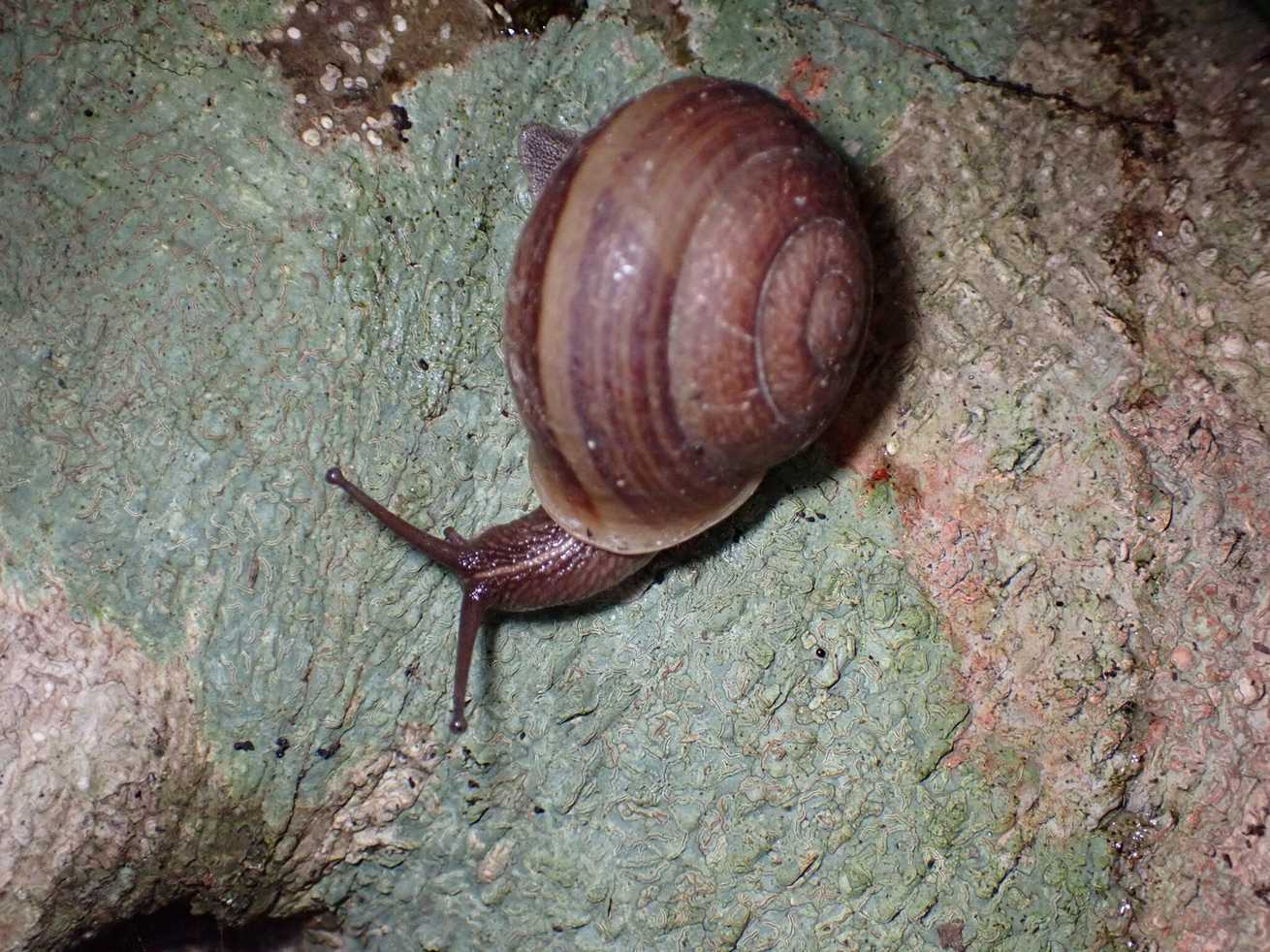 Camaena cicatricosa