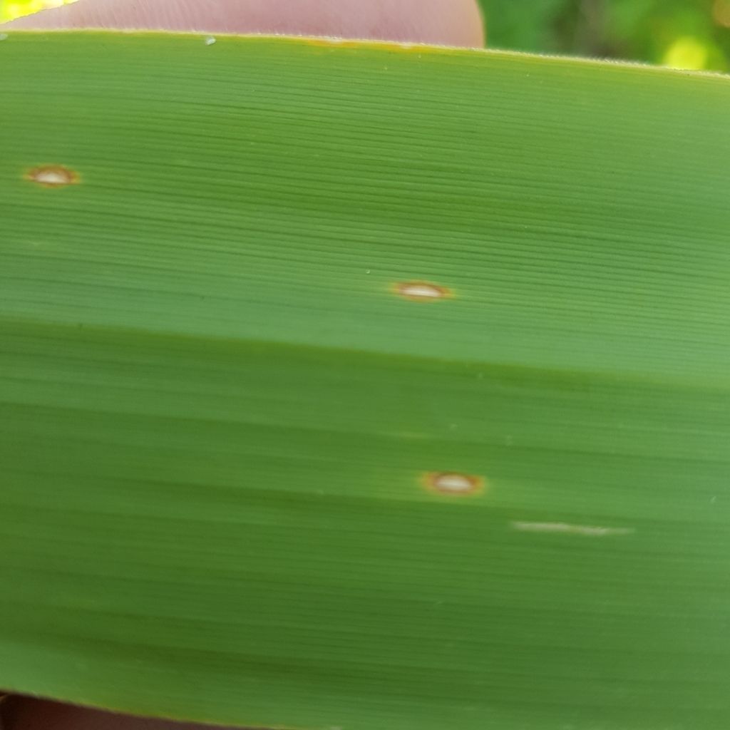 Pseudoseptoria donacis