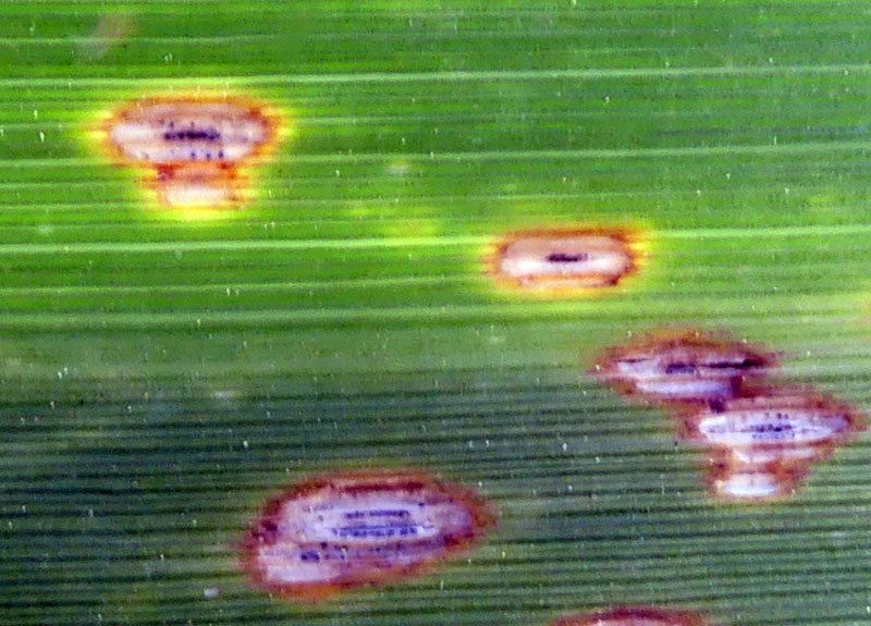 Pseudoseptoria donacis