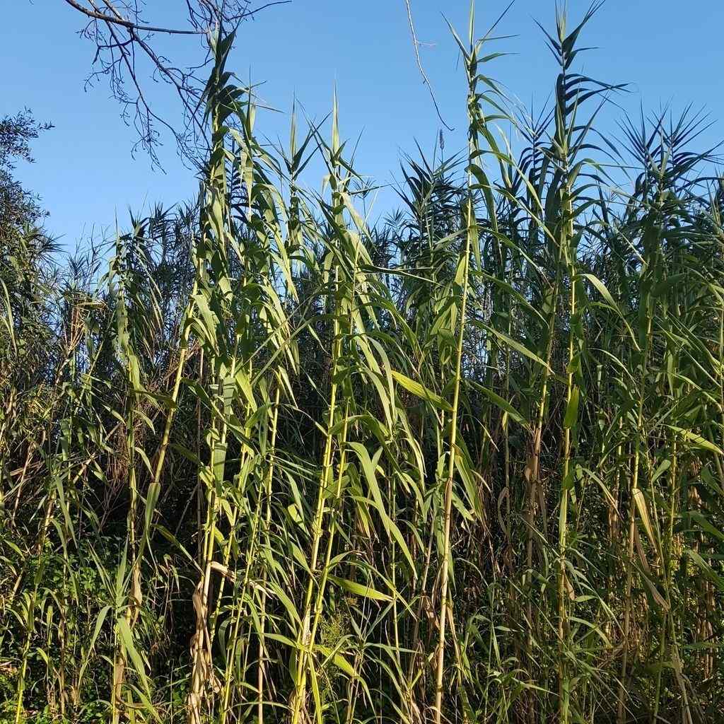 Pseudoseptoria donacis