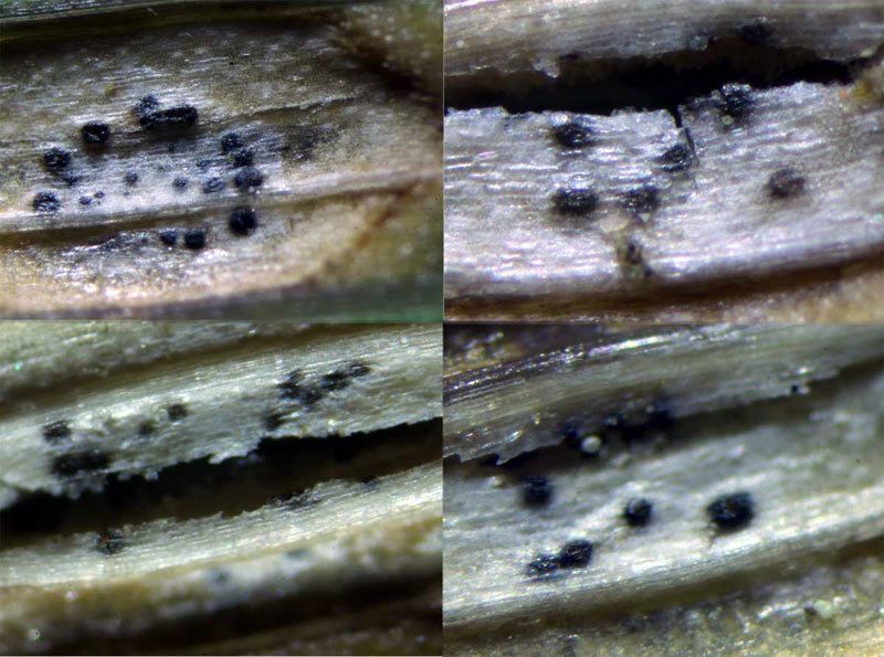 Pseudoseptoria donacis