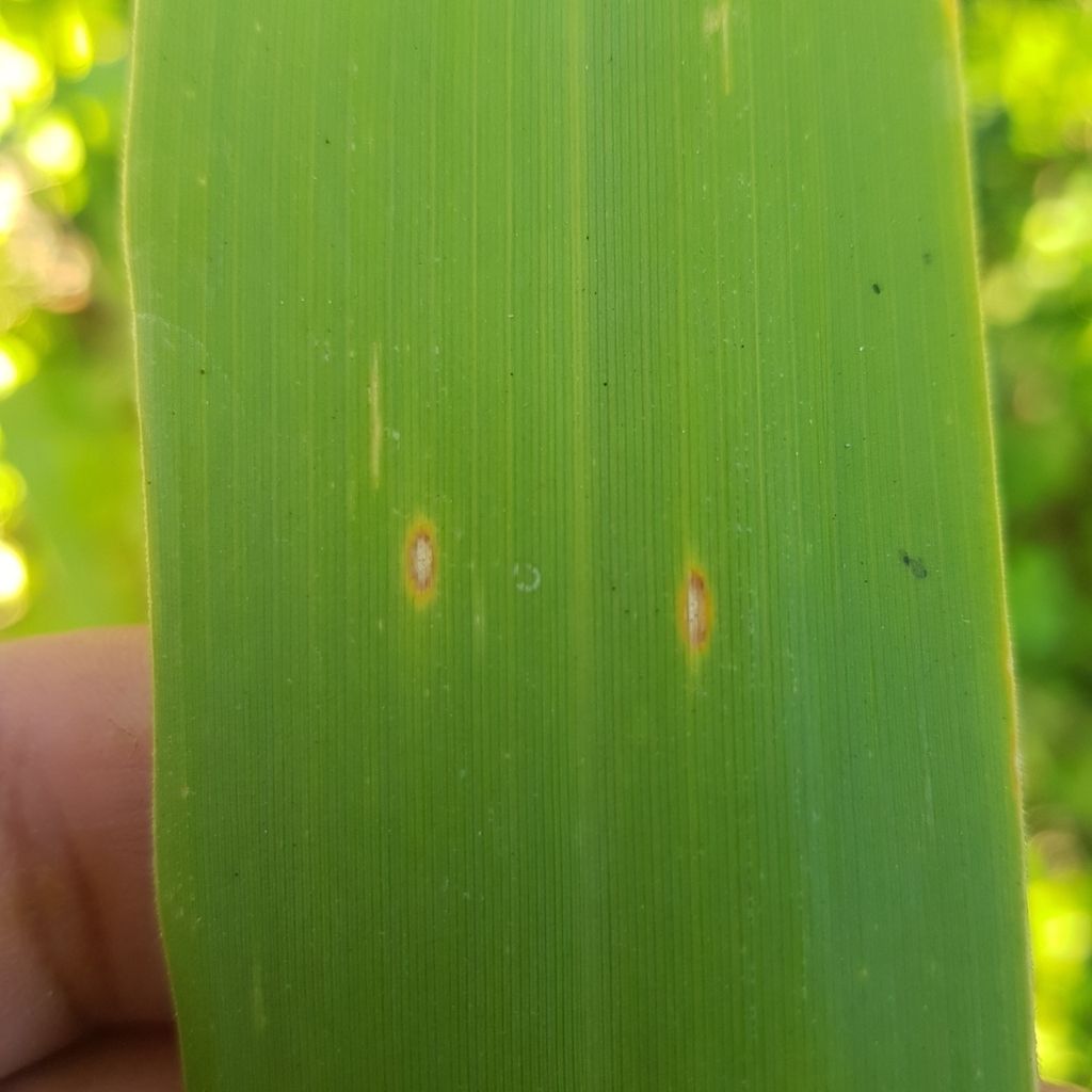 Pseudoseptoria donacis