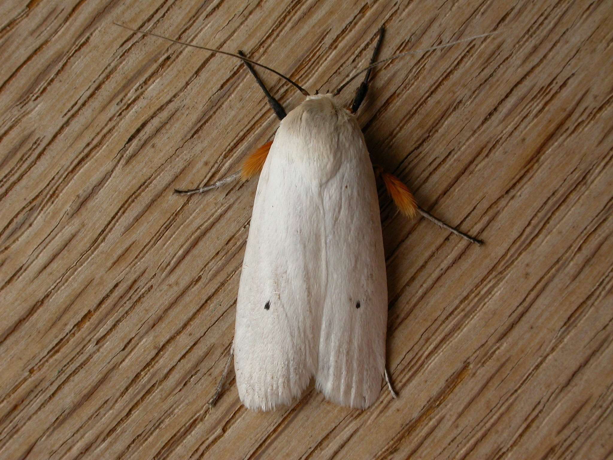 Maroga melanostigma