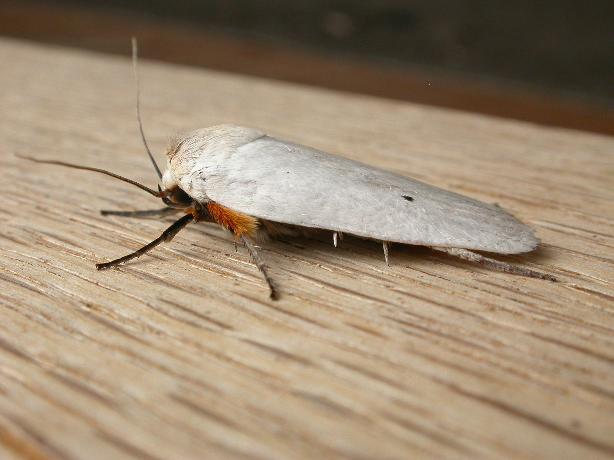 Maroga melanostigma