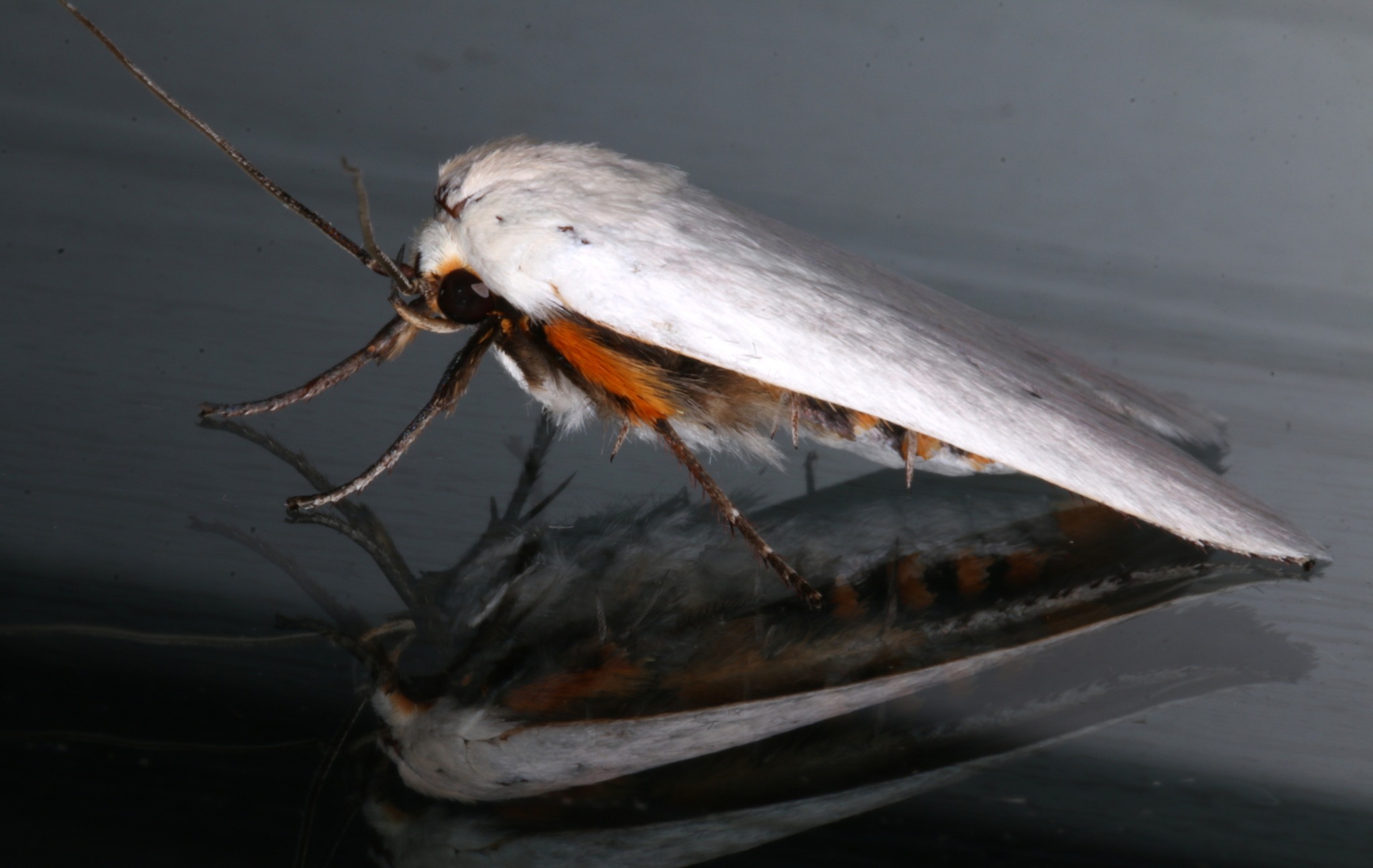 Maroga melanostigma