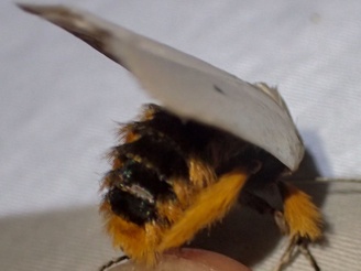 Maroga melanostigma