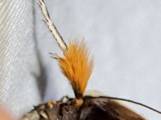 Maroga melanostigma