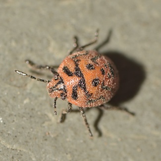 Cosmopepla