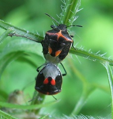 Cosmopepla