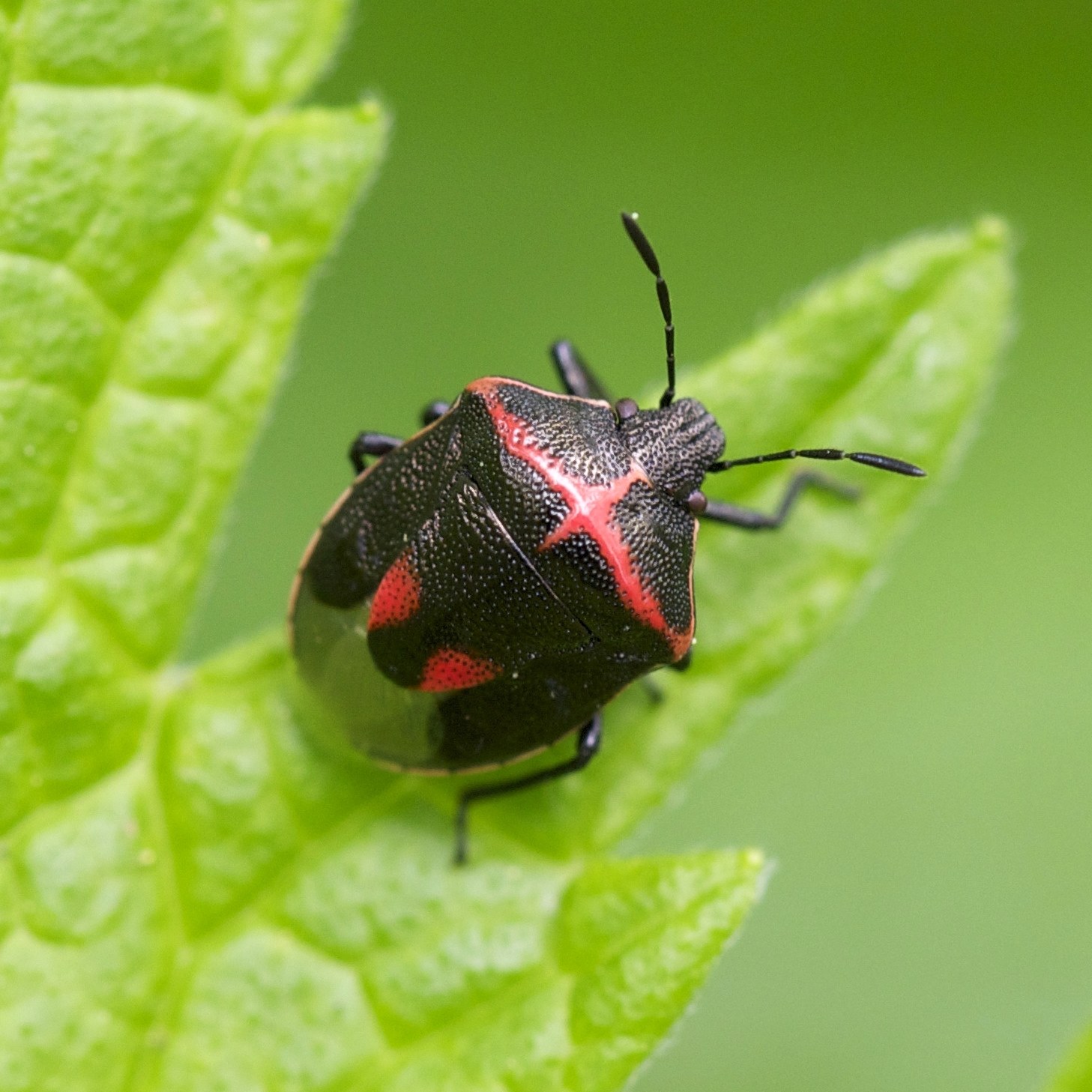 Cosmopepla