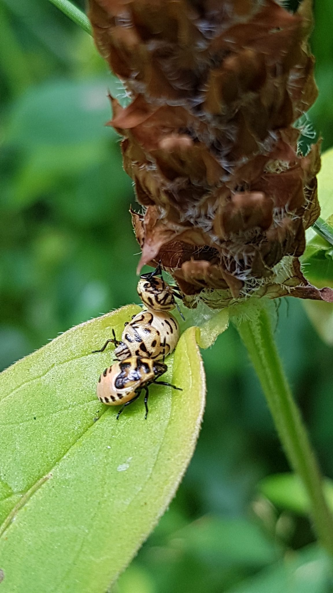 Cosmopepla