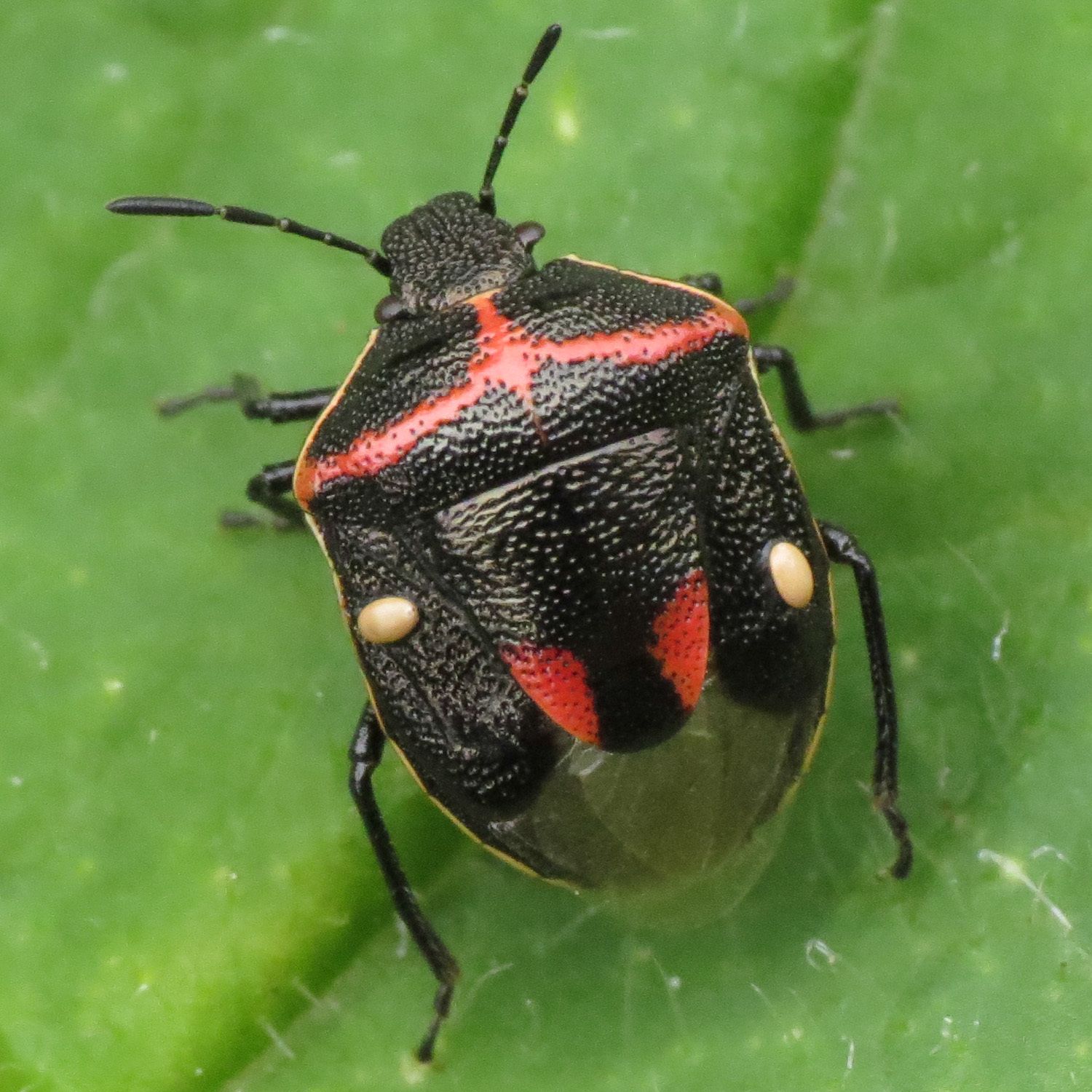 Cosmopepla