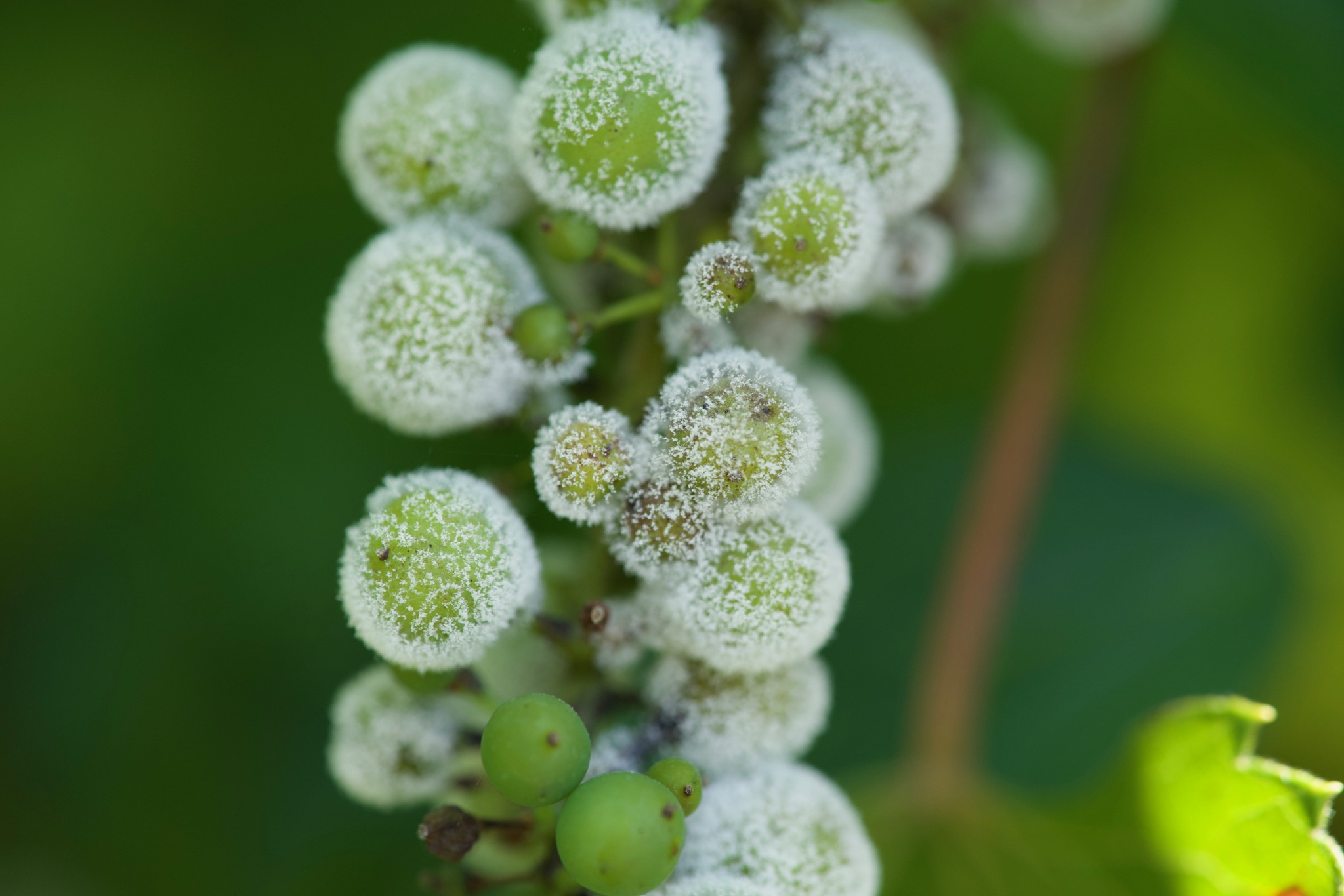 Plasmopara viticola