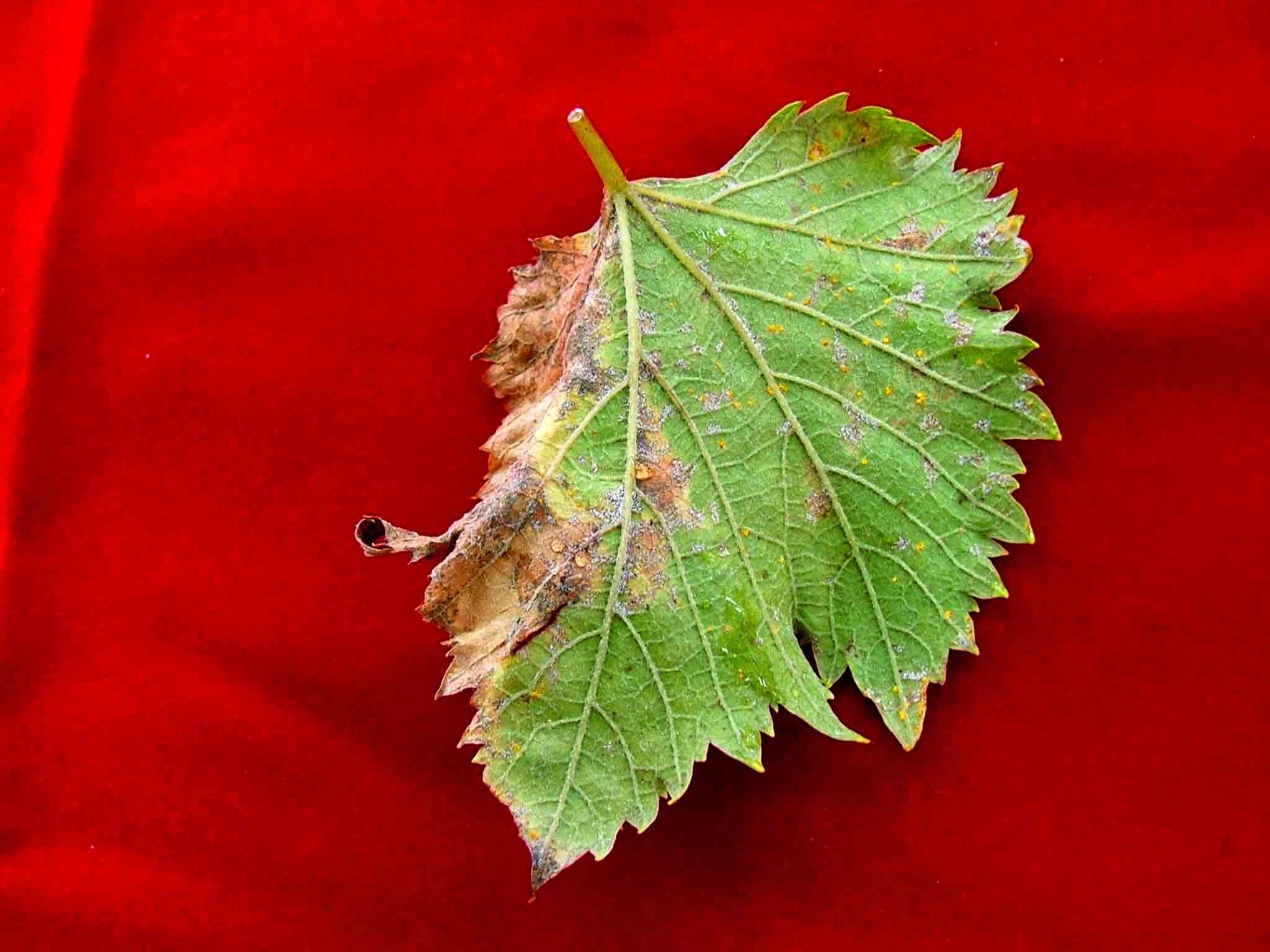 Plasmopara viticola