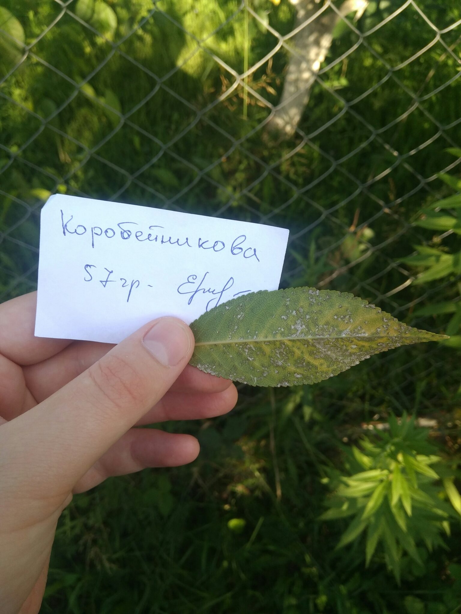 Blumeriella jaapii