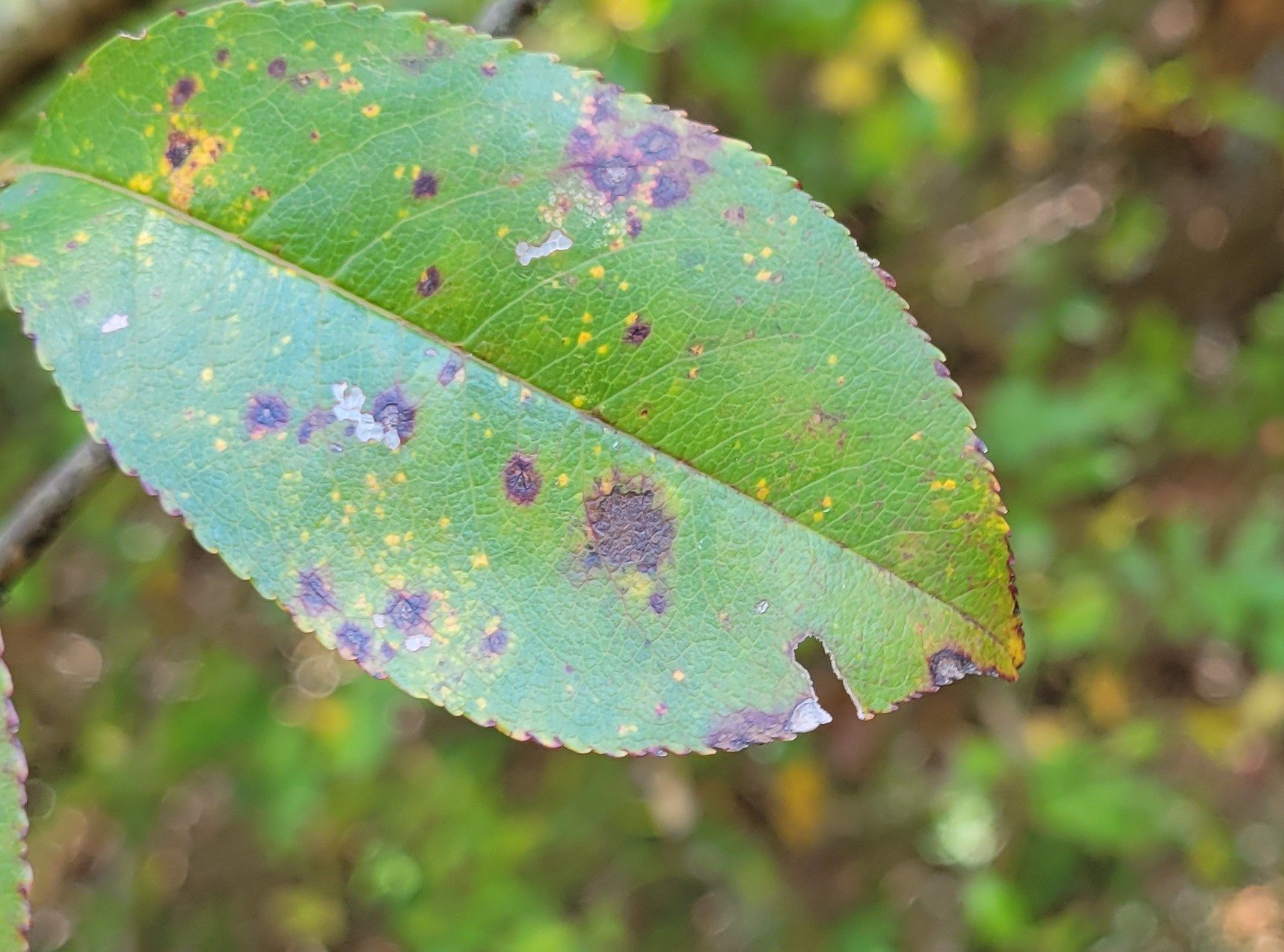 Blumeriella jaapii