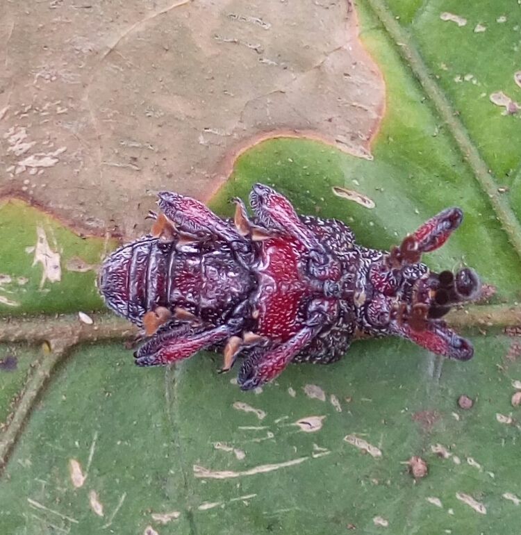 Heilipus lauri